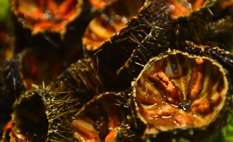 Fresh sea urchins